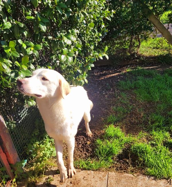 Sade, dolcissima mini labrador  Foto 2